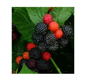 Черная малина садовая Black Jewel (Блек джевел) (черний жемчуг) в горшках